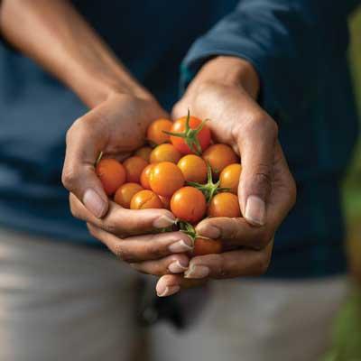 tomatoes in a hand 